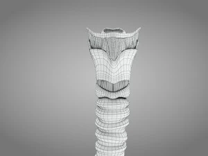 Larynx Anatomy 3D Model