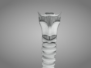 Larynx Anatomy 3Dモデル