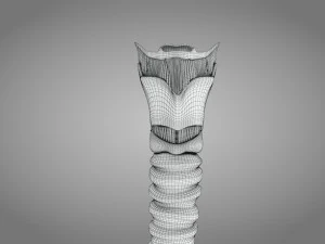 Larynx Anatomy 3D Model