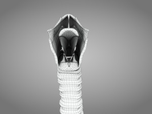 Larynx Anatomy 3Dモデル