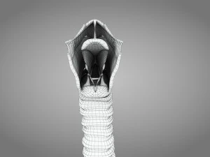 Larynx Anatomy 3D Model