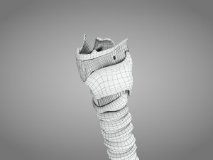 Larynx Anatomy 3Dモデル