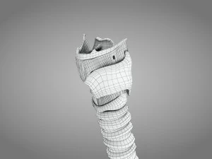Larynx Anatomy 3D Model