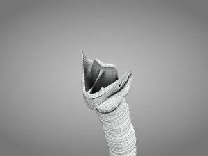Larynx Anatomy 3D Model