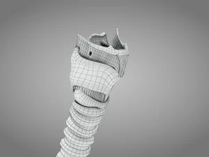 Larynx Anatomy 3D Model