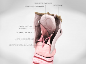Larynx Anatomy 3Dモデル