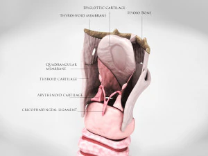 Larynx Anatomy 3D Model