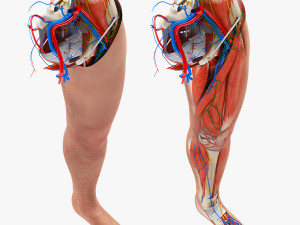 Complete Human leg anatomy 3D 模型