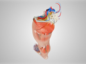 Complete Human leg anatomy Modelo 3D