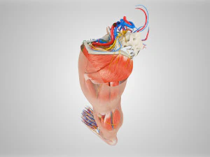 Complete Human leg anatomy 3D Model