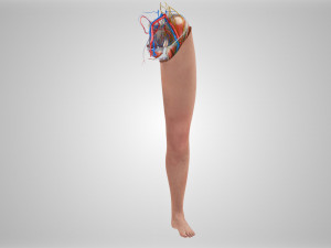 Complete Human leg anatomy Modelo 3D