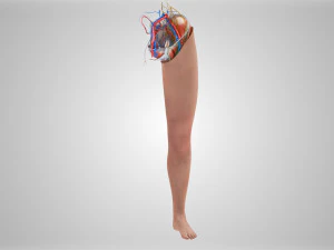 Complete Human leg anatomy 3D Model
