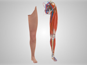 Complete Human leg anatomy Modelo 3D