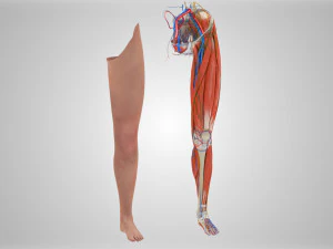 Complete Human leg anatomy 3D Model