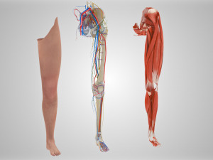 Complete Human leg anatomy Modelo 3D
