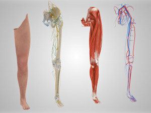 Complete Human leg anatomy Modelo 3D