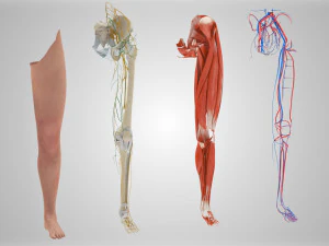 Complete Human leg anatomy 3D Model