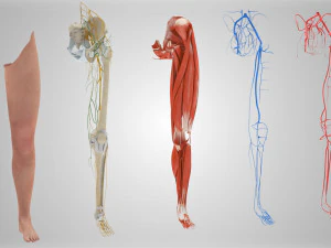 Complete Human leg anatomy 3D Model