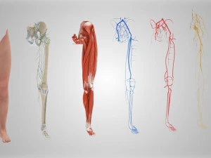 Complete Human leg anatomy 3D Model