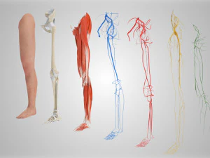 Complete Human leg anatomy 3D Model