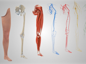 Complete Human leg anatomy Modelo 3D