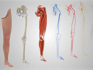 Complete Human leg anatomy 3D Model