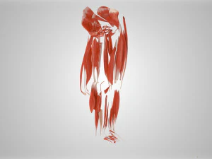 Complete Human leg anatomy 3D Model