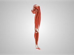 Complete Human leg anatomy Modelo 3D