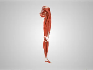 Complete Human leg anatomy 3D Model