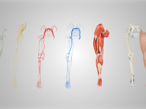 Complete Human leg anatomy Modelo 3D