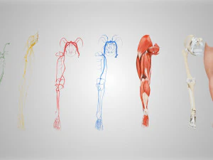 Complete Human leg anatomy 3D Model