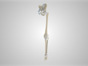 Complete Human leg anatomy Modelo 3D