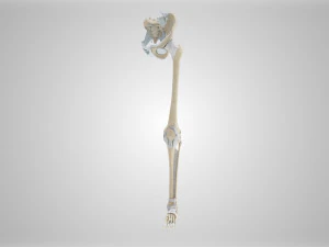 Complete Human leg anatomy 3D Model