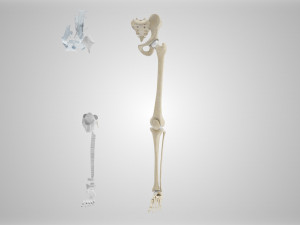 Complete Human leg anatomy Modelo 3D