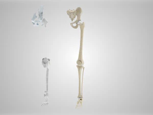 Complete Human leg anatomy 3D Model