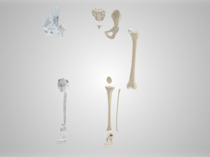 Complete Human leg anatomy Modelo 3D