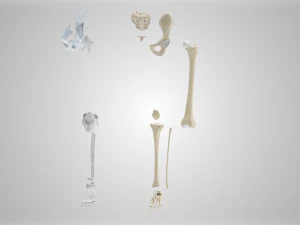 Complete Human leg anatomy 3D Model