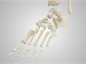 Complete Human leg anatomy 3D Model