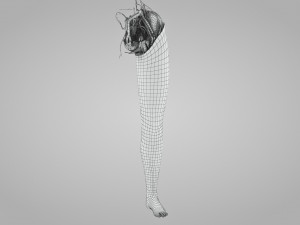 Complete Human leg anatomy Modelo 3D