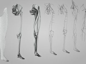 Complete Human leg anatomy Modelo 3D