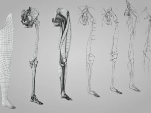 Complete Human leg anatomy 3D Model