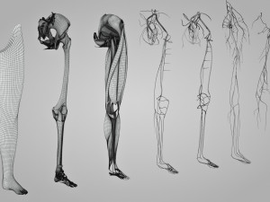 Complete Human leg anatomy Modelo 3D