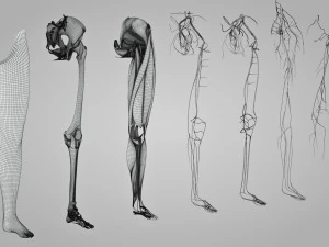 Complete Human leg anatomy 3D Model