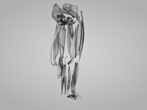 Complete Human leg anatomy Modelo 3D