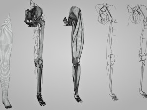 Complete Human leg anatomy Modelo 3D
