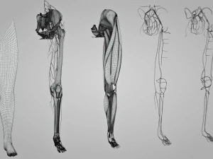 Complete Human leg anatomy 3D Model