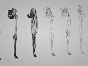 Complete Human leg anatomy Modelo 3D