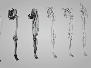 Complete Human leg anatomy 3D Model