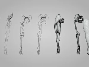 Complete Human leg anatomy 3D Model