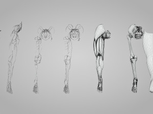 Complete Human leg anatomy Modelo 3D